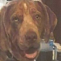 lost-dog
