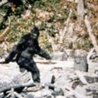 bigfoot