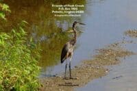 Knobby - the Peak Creek Heron