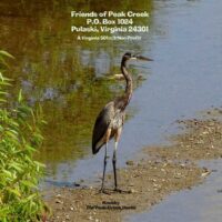 Knobby - the Peak Creek Heron