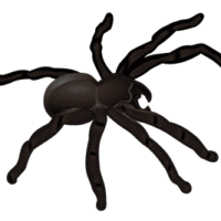 spider