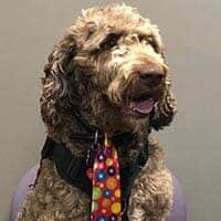 LGH-Pulaski-Teddy-Service-Dog