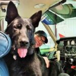 Zeus – a Patriot K9 hero – enjoying his retirement