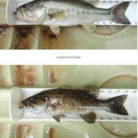 3-17 alabama Largemouth Bass - Smallmouth Bass copy