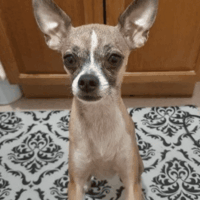 4-21 Dog found