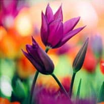 amem sglass tulips