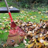 rake leaves