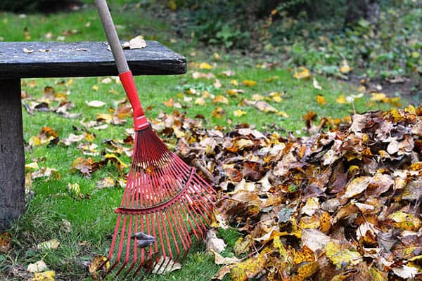 rake leaves