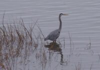 blue-heron-at-york-river-state-park