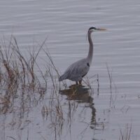 blue-heron-at-york-river-state-park