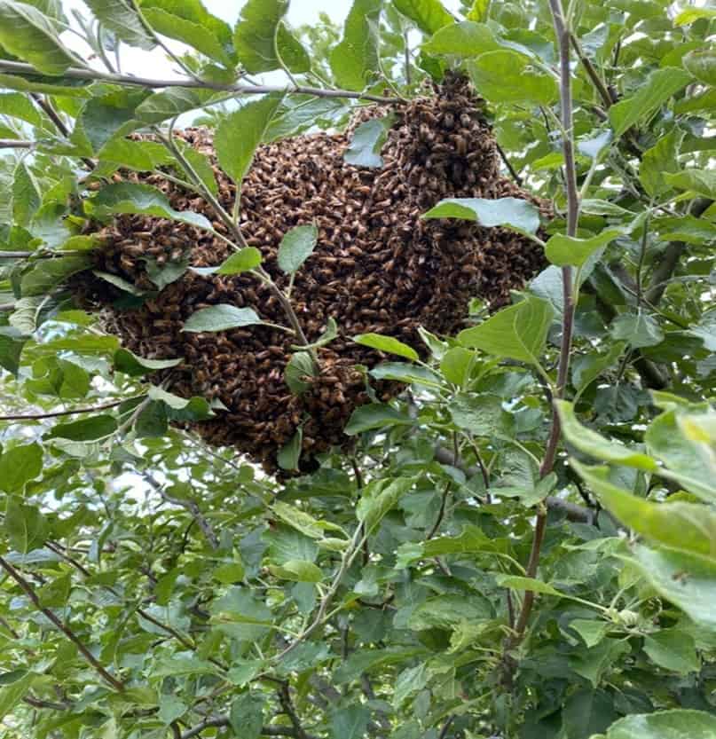 A May swarm in one of Muir’s apple trees.