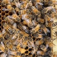 One of Muir’s dark queens surrounded by her retinue.