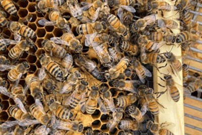 Muir helping honeybees to flourish