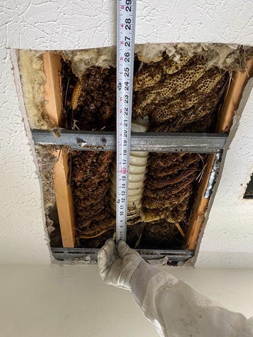 This colony he removed from a Dublin apartment building ended up being over 8 ft. long.