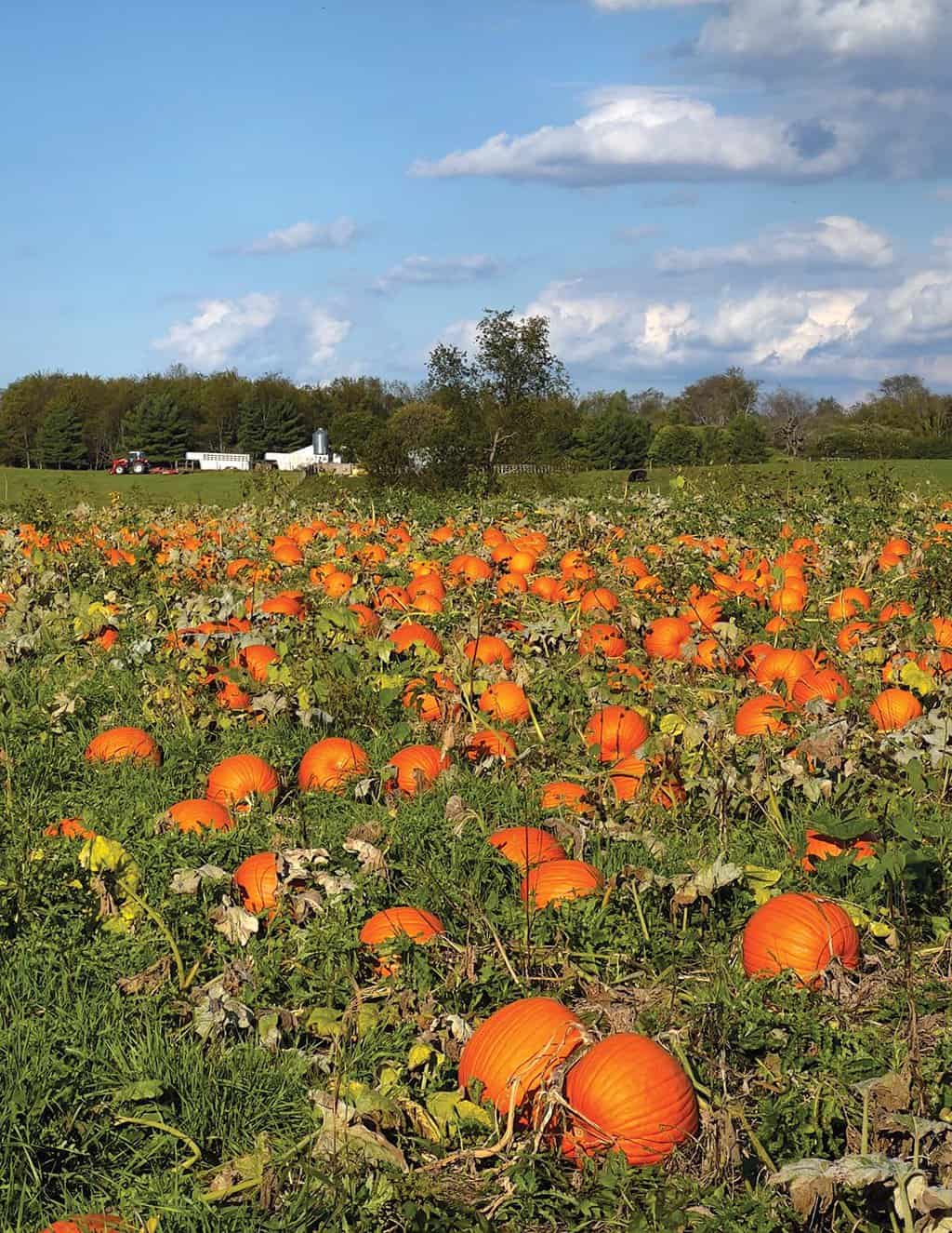 10 25 radford photo crowder pumpkin patch copy