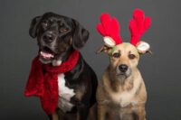 The 12 tips of pet safety: A holiday guide