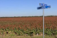farm-bill-crop
