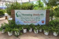 Get native trees for less with Throwing Shade Va.