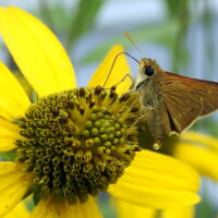 Diverse images win photo club contest