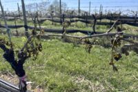 frost-damaged-vines-cad-426