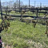 Virginia fruit growers navigate aftermath of sweeping spring freezes