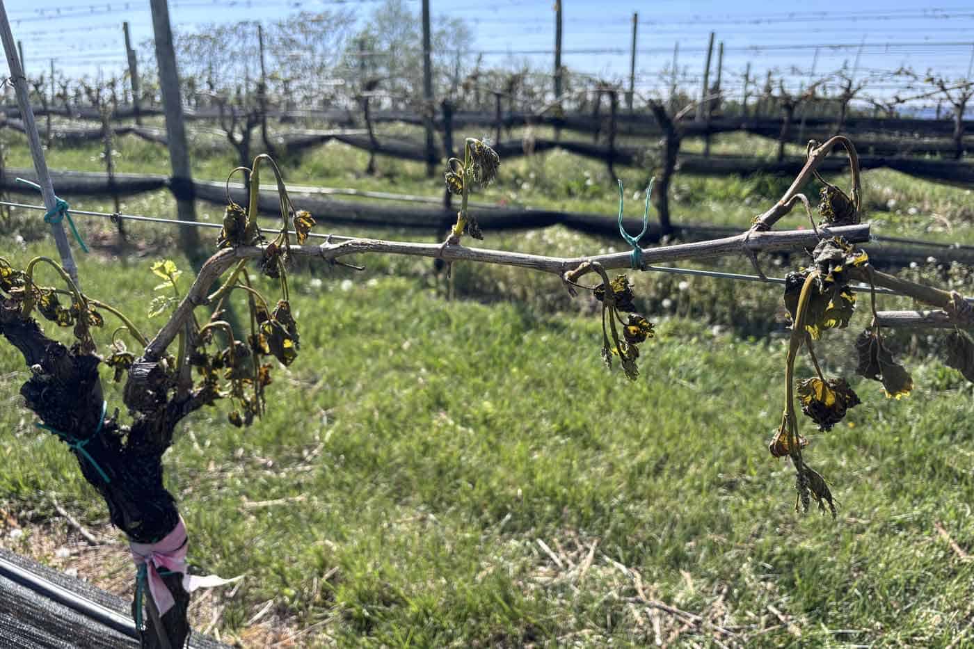 frost damaged vines cad 426