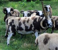 6-5 photo 4HornedSheepPack