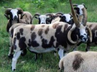 Horned-Sheep-Pack