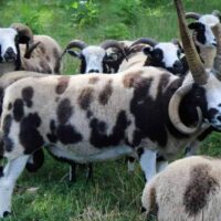 Horned-Sheep-Pack