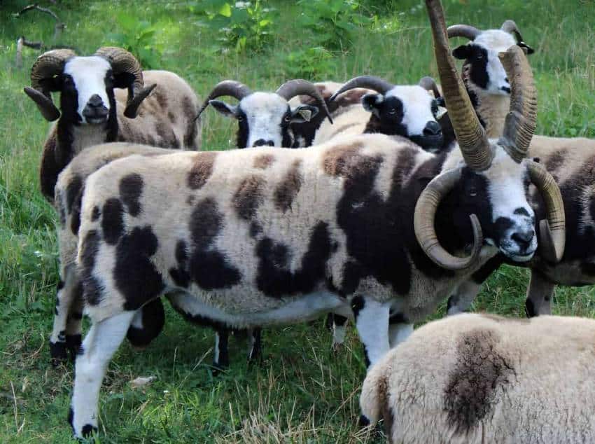 Horned Sheep Pack