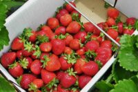 strawberries