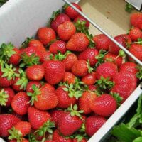 strawberries