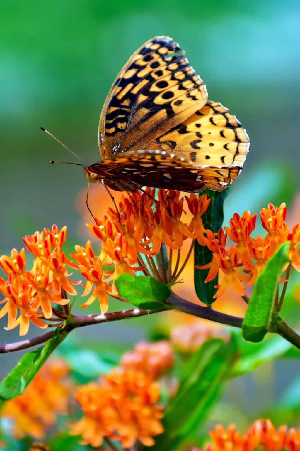 7 3 photo ButterflyByAllison