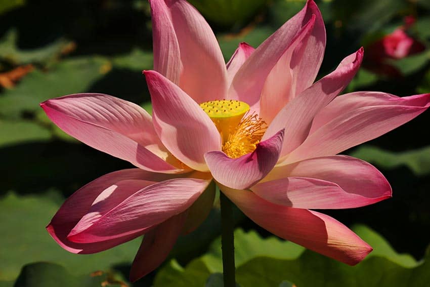 Colorful car, flower photos win contests 7 PackFlower